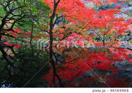 【京都府】嵐山祐斎亭の水鏡と紅葉 【京都府】嵐山祐斎亭の水鏡と紅葉 96569968