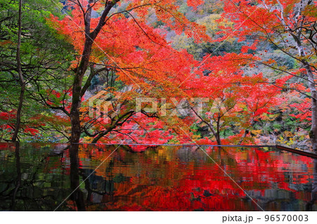 【京都府】嵐山祐斎亭の水鏡と紅葉 96570003