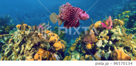 The red lionfish is a venomous coral reef fish in the family Scorpaenidae, order Scorpaeniformes. It is mainly native to the Indo-Pacific region in the Caribbean Sea 96570134