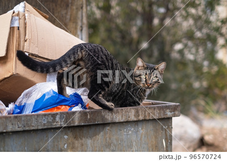 stray cats search for food in a dumpster 96570724