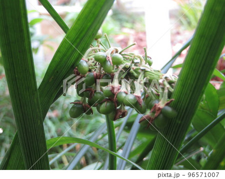 ノシランの実 ノシランの実 96571007