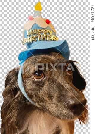 帶著生日蛋糕帽子的狗 96571725