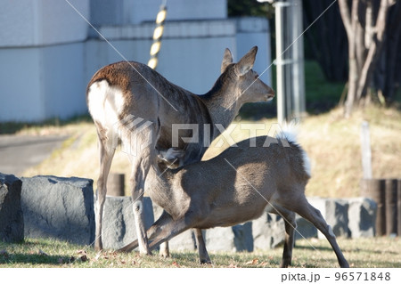 糠平温泉の公園で小鹿に授乳する母親のエゾシカ 糠平温泉の公園で小鹿に授乳する母親のエゾシカ 96571848