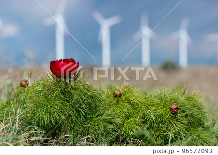 Wild peony is thin-leaved (Paeonia tenuifolia) against wind turbines background, in its natural environment. Bright decorative flower, popular in garden landscape design - selective focus. Wild peony is thin-leaved (Paeonia tenuifolia) against wind turbines background, in its natural environment. Bright decorative flower, popular in garden landscape design - selective focus. 96572093