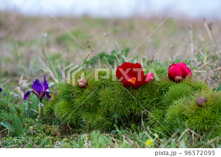 Wild peony is thin-leaved (Paeonia tenuifolia), in its natural environment. Bright decorative flower, popular in garden landscape design - selective focus. Wild peony is thin-leaved (Paeonia tenuifolia), in its natural environment. Bright decorative flower, popular in garden landscape design - selective focus. 96572095