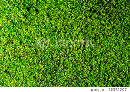 Close-up of beautiful green moss on close-up background. moss macro beautiful moss background for wallpaper 96572207