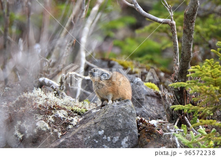初雪が降った後に岩場で食事をするエゾナキウサギ 96572238