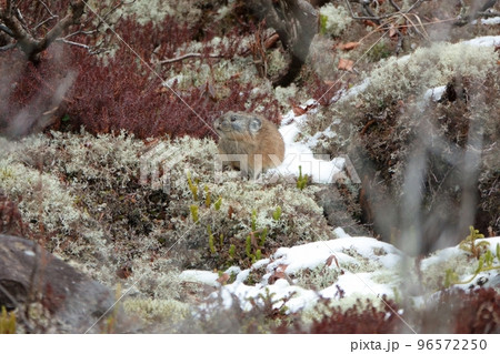 初雪が降った後に岩場で食事をするエゾナキウサギ 96572250