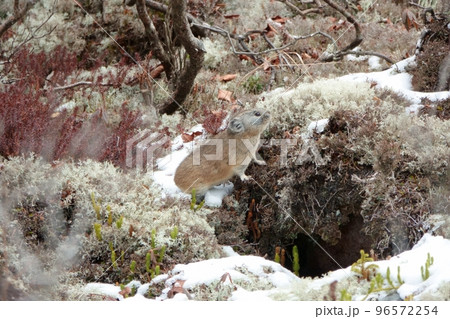 初雪が降った後に岩場で食事をするエゾナキウサギ 96572254