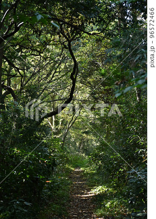 （森の風景）埼玉県熊谷市 ひろせ野鳥の森 鬱蒼とした森の小径 96572466