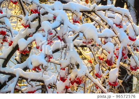 The branches of a red mountain ash in close-up, bent under a thick layer of snow on a sunny winter morning 96572576