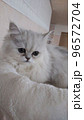 チンチラ ペルシャ猫 チンチラ ペルシャ猫 96572704