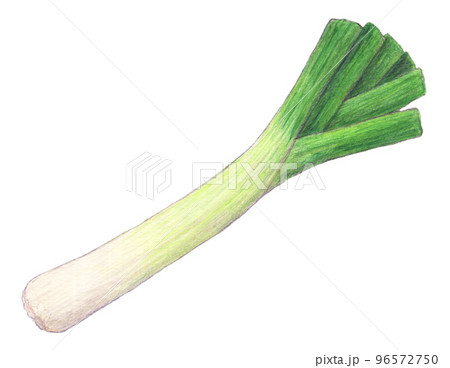 リーキ1本　野菜　水彩色鉛筆イラスト 96572750