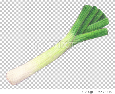 リーキ1本　野菜　水彩色鉛筆イラスト 96572750