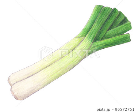 リーキ2本 野菜 水彩色鉛筆イラスト リーキ2本 野菜 水彩色鉛筆イラスト 96572751