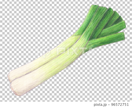 リーキ2本 野菜 水彩色鉛筆イラスト リーキ2本 野菜 水彩色鉛筆イラスト 96572751
