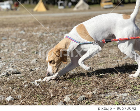 キャンプ場で地面を掘ろうとする犬 キャンプ場で地面を掘ろうとする犬 96573042