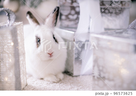 White rabbit with a gift under the tree as a symbol of the new year 2023. 96573625