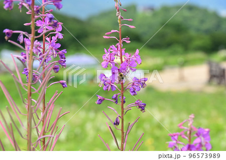 天空の花園 高山植物 ヤナギラン 柳蘭 天空の花園 高山植物 ヤナギラン 柳蘭 96573989