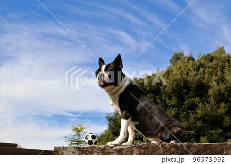 ドックランで楽しく遊んだサッカーボールを前に置いて綺麗な青空を見つめる可愛いボストンテリアのマイティ 96573992