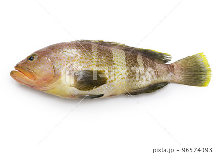 アオハタ 96574093