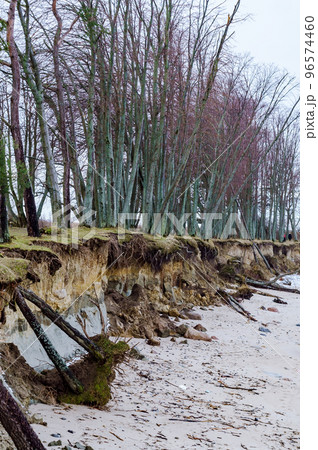 The seashore after the storm. Fallen trees after a weather disaster. The aftermath of the hurricane. The seashore after the storm. Fallen trees after a weather disaster. The aftermath of the hurricane. 96574460