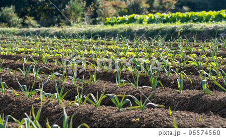 畑のニンニクの苗 畑のニンニクの苗 96574560