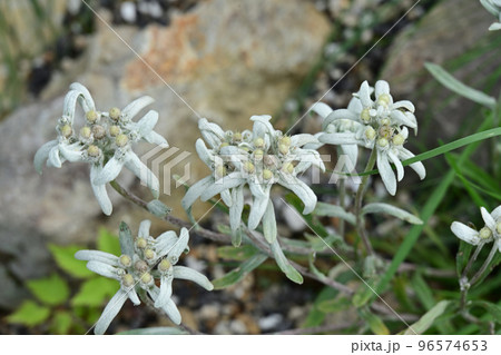 天空の花園 高山植物 エーデルワイス アルプスの星 アルプスの妖精 天空の花園 高山植物 エーデルワイス アルプスの星 アルプスの妖精 96574653