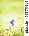 可愛らしいムスカリの花 96575413