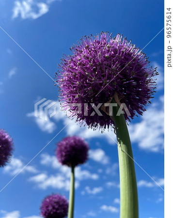 Decorative bow closeup on a blue sky with clouds background. 96575614