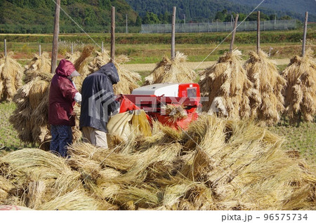 脱穀と稲わら　脱穀後の稲わらの束 96575734