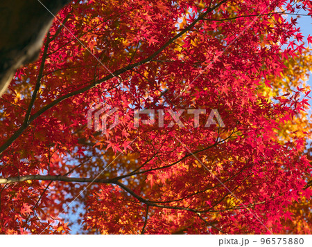 鮮やかな紅葉 鮮やかな紅葉 96575880