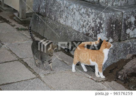 松山 石手寺の猫 松山 石手寺の猫 96576259
