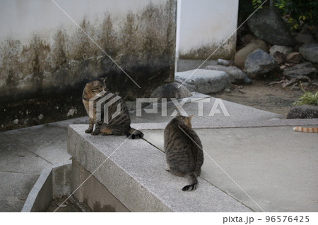 松山　石手寺の猫 96576425