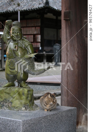 松山 石手寺の猫 松山 石手寺の猫 96576427