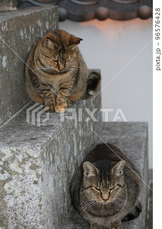 松山 石手寺の猫 松山 石手寺の猫 96576428