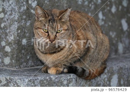 松山 石手寺の猫 松山 石手寺の猫 96576429