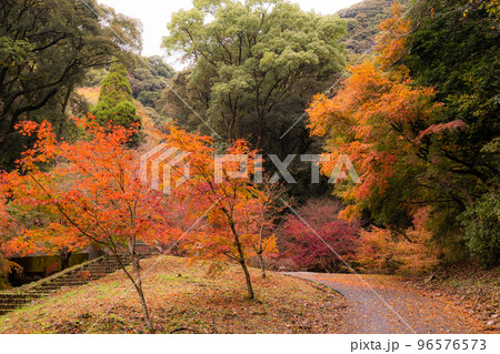 秋の紅葉 秋の紅葉 96576573
