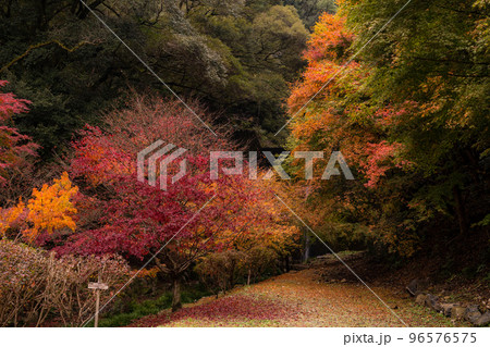 秋の紅葉 96576575