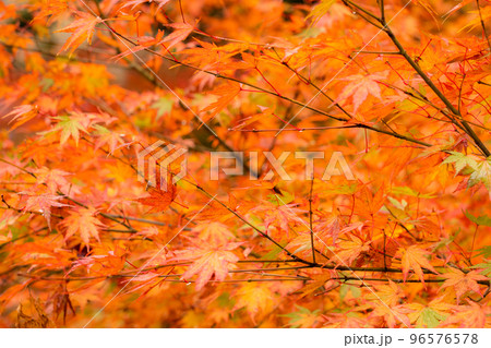 秋の紅葉 96576578