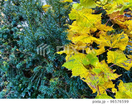 Background with pine tree and yellow leaves at Autumn time Background with pine tree and yellow leaves at Autumn time 96576599