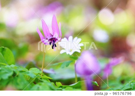 カタクリの花とキクザキイチゲの花 カタクリの花とキクザキイチゲの花 96576796