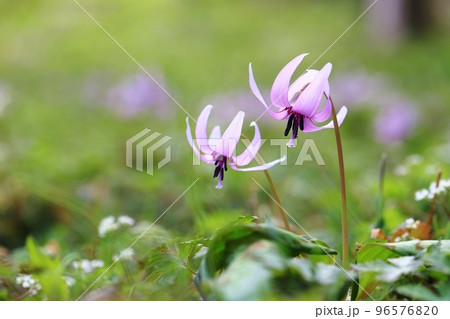 野に咲くカタクリの花のクローズアップ 96576820