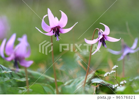 野に咲くカタクリの花のクローズアップ 野に咲くカタクリの花のクローズアップ 96576821