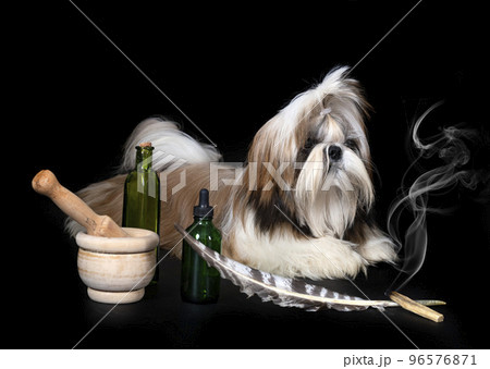 shih tzu in studio 96576871