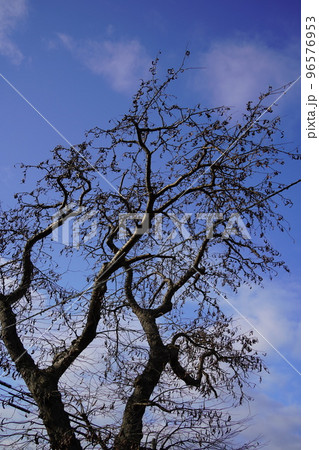 青空と伊達市の弄月のサイカチ記念樹木 96576953