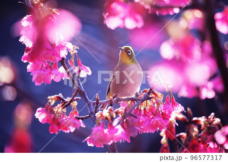 桜の枝にとまっているメジロ 96577317
