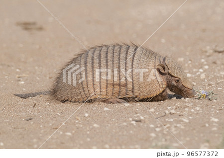 Armadillo digging his burrow, La Pampa , Patagonia, Argentina 96577372