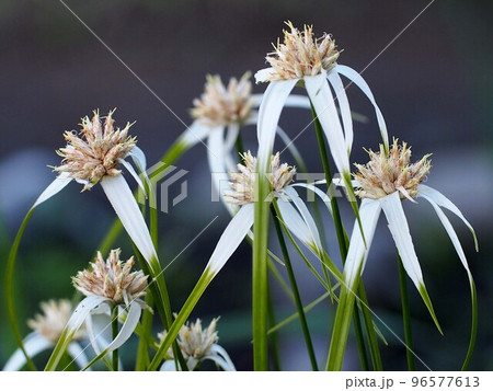 道端のシラサギカヤツリの花のクローズアップ(白鷺菅 の白と緑の花) 道端のシラサギカヤツリの花のクローズアップ(白鷺菅 の白と緑の花) 96577613