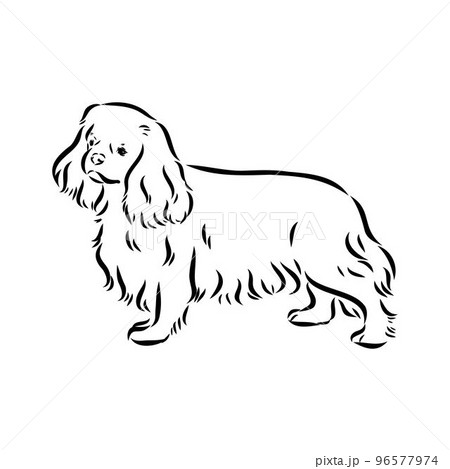 Cavalier King Charles Dog Vector Image Silhouette 96577974